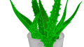 green foliage aloe