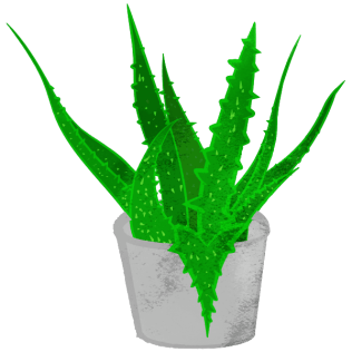 Green Foliage Aloe