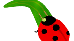 bug ladybug 01 ladybird beetle Perched on a leaf2 268