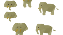 animals elephants 268