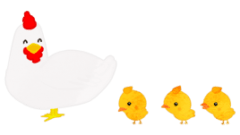 chicks going after hen side view 268