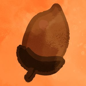 Nature Acorn