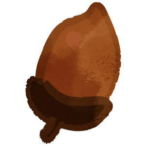 Nature Acorn