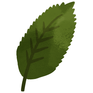 Nature Dark Green Leaf