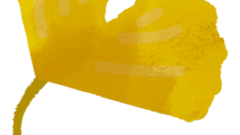 nature ginkgo tree leaf 268