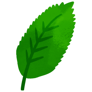 Nature Green Tree Leaf