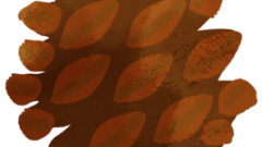 nature pinecone 268