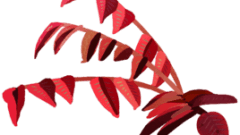 nature reddish pink tree leaves 268