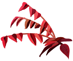 Nature Reddish Pink Tree Leaves