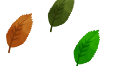 nature tree leaves 268