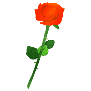 One Orange Rose Flower