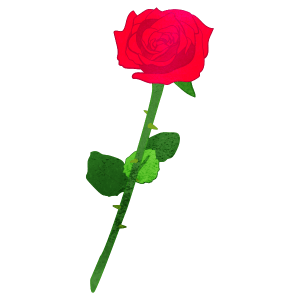 One Pink Rose Flower