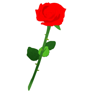 One Red Rose Flower