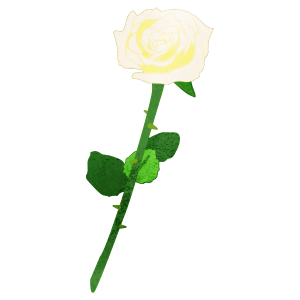 One White Rose Flower