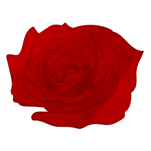 Flower Only Deep Red Rose