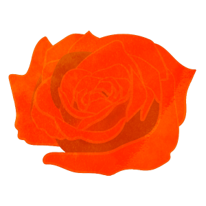 Flower Only Orange Rose