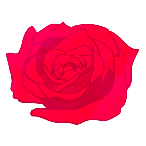 Flower Only Pink Rose