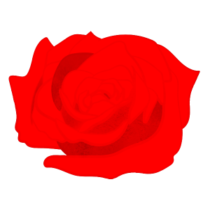 Flower Only Red Rose