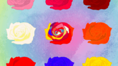 flower only rose 268
