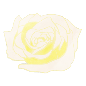 Flower Only White Rose