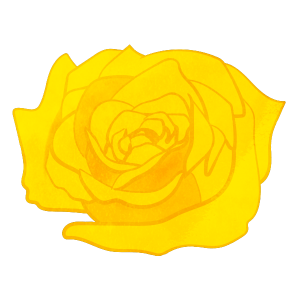 Flower Only Yellow Rose