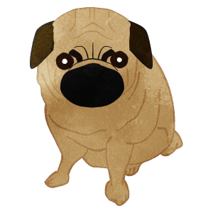 Pug Sitting