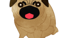 pug sitting and putting tongue out 268
