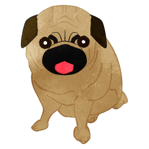 Pug Sitting And Putting Tongue Out