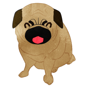 Smiling Pug Sitting And Putting Tongue Out