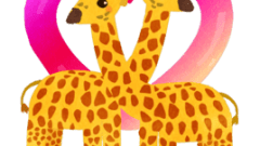 valentines giraffe couple 268