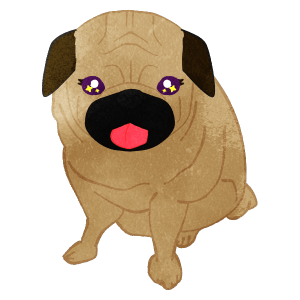 Yumekawa Pug Sitting And Putting Tongue Out