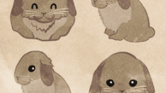 smiling holland lop rabbits 268