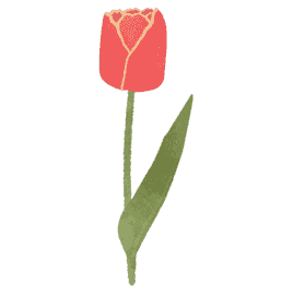 pink tulip flower 268