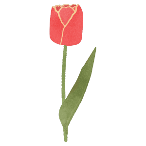 Pink Tulip Flower