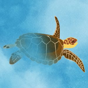 Swimming Sea Turtle Smiling