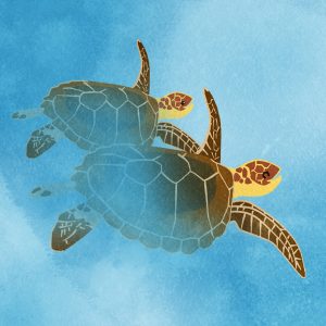 Two Sea Turtles Swimming Together