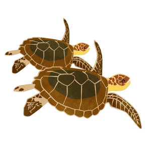 Two Sea Turtles Swimming Together