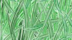 background wallpaper of leafs 268