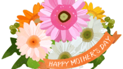 mothers day gerberas bouquet 268