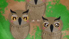 set of owl character front view 268