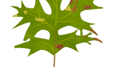 dead leaves pin oak 01