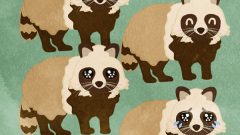 set of raccoon entire body