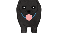 black hunting dog front view