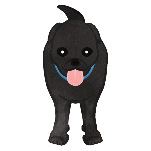 Black Hunting Dog Front View