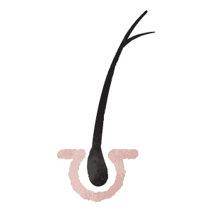 Hair Follicles Split Ends