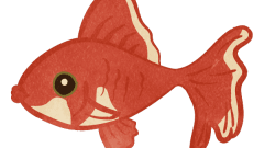 red with white lined goldfish side view