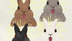 set of surprised rabbit sticking out tongue
