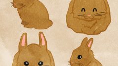Netherland Dwarf Rabbits
