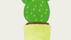 potted cactus