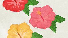 Flower Hibiscus03